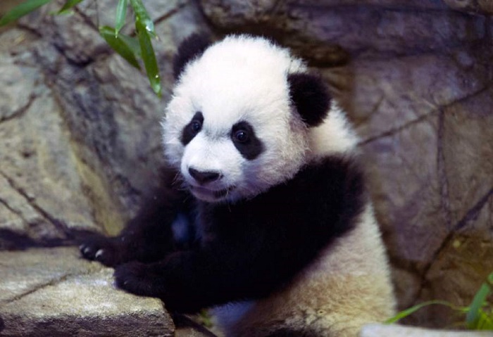 National Zoo panda cub recovers from life-saving surgery 